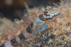 Corythoichthys amplexus