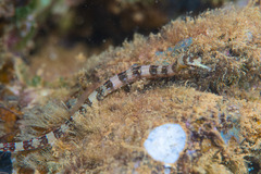 Corythoichthys amplexus