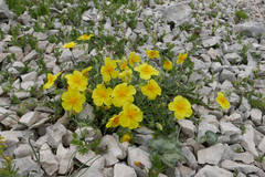 Helianthemum croceum