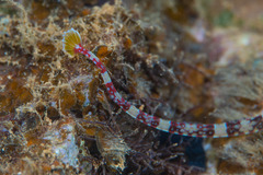 Corythoichthys amplexus