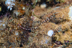 Corythoichthys amplexus