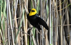 Chrysomus icterocephalus