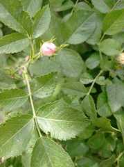 Rosa dumalis dumalis