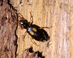 Dromius fenestratus