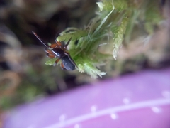 Gnaphosa bicolor