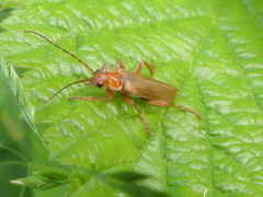 Cantharis rufa