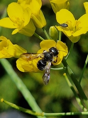 Hymenoptera