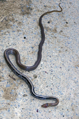 Coelognathus radiatus