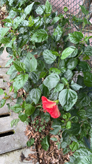 Hibiscus rosa-sinensis
