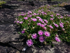 Delosperma crassuloides