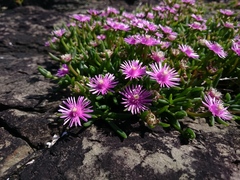 Delosperma crassuloides