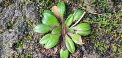 Plantago unibracteata