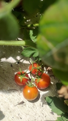 Solanum lycopersicum