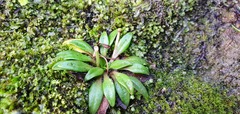Plantago unibracteata