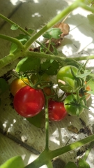 Solanum lycopersicum