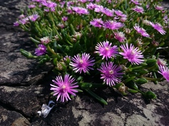 Delosperma crassuloides