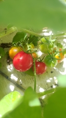 Solanum lycopersicum