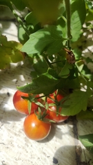 Solanum lycopersicum
