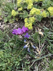 Oxytropis lapponica