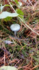 Stropharia