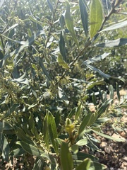 Euclea natalensis angustifolia