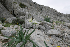 Pancratium illyricum
