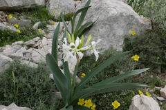 Pancratium illyricum