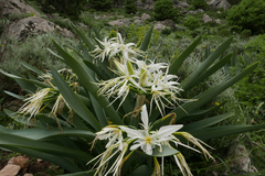 Pancratium illyricum