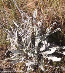 Helichrysum acutatum