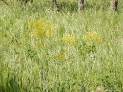 Isatis tinctoria