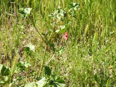 Capsella bursa-pastoris