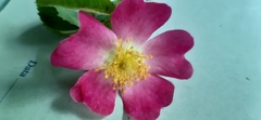 Rosa gallica