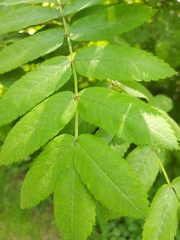 Sorbus aucuparia
