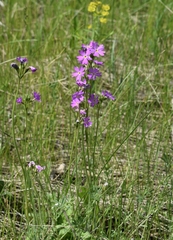 Primula cortusoides