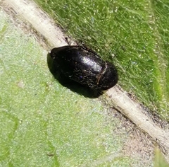 Dermestes laniarius