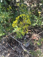 Senecio pleistocephalus