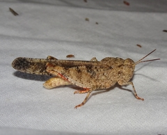 Spharagemon cristatum