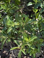 Senecio pleistocephalus