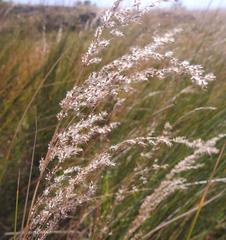 Miscanthus junceus