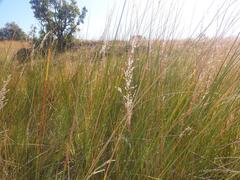 Miscanthus junceus