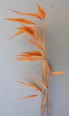 Monocymbium ceresiiforme