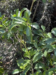 Senecio pleistocephalus
