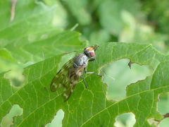 Otites guttata