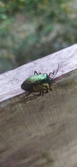 Rhyssocephala