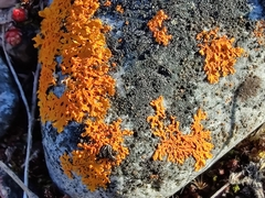Xanthoria aureola