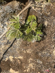 Actiniopteris radiata