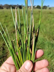 Eleocharis dulcis