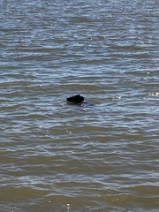 Halichoerus grypus atlantica