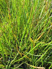 Eleocharis dulcis