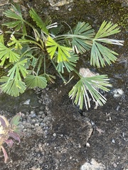 Actiniopteris radiata